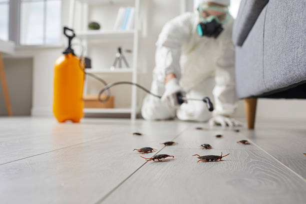 Post-Treatment Bed Bug Interceptor Monitoring in McEwen